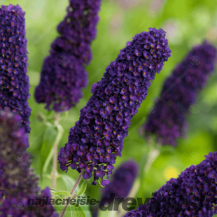 Budleja Dávidova Čierny rytier, výška 10/20 cm, v črepníku Buddleja davidii Black knight