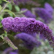 Budleja Dávidova Ile de France, 30/40 cm, v črepníku Buddleja davidii Ile de France