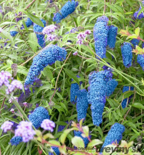 Budleja Dávidova Nanho Blue,30/50 cm, v črepníku Buddleja davidii Nanho Blue