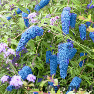 Budleja Dávidova Nanho Blue,30/50 cm, v črepníku Buddleja davidii Nanho Blue