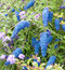 Budleja Dávidova Nanho Blue,30/50 cm, v črepníku Buddleja davidii Nanho Blue