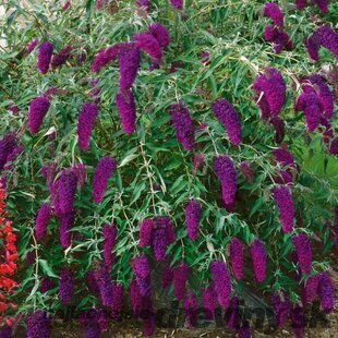 Budleja Davidova Nanho Purple, v črepníku 2l Buddleja davidii Nanho Purple