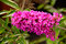 Budleja Davidova Pink Delight 20/40 cm, v črepníku Buddleja davidii Pink Delight