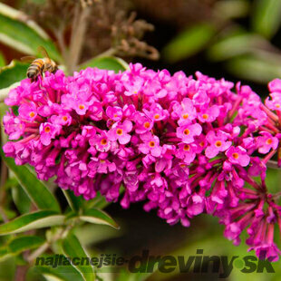 Budleja Davidova Pink Delight 20/40 cm, v črepníku Buddleja davidii Pink Delight