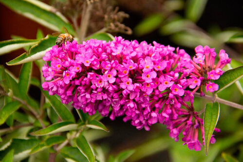 Budleja Davidova Pink Delight 20/40 cm, v črepníku Buddleja davidii Pink Delight