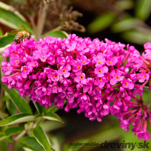 Budleja Davidova Pink Delight, výška 30/+ cm, v črepníku 2l Buddleja davidii Pink Delight