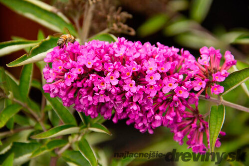 Budleja Davidova Pink Delight, výška 30/+ cm, v črepníku 2l Buddleja davidii Pink Delight