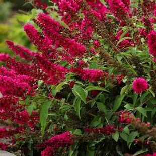 Budleja Dávidova Royal red 20/40 cm, v črepníku Buddleja davidii Royal red