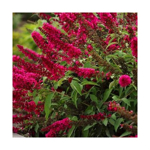 Budleja Dávidova Royal red 20/40 cm, v črepníku Buddleja davidii Royal red