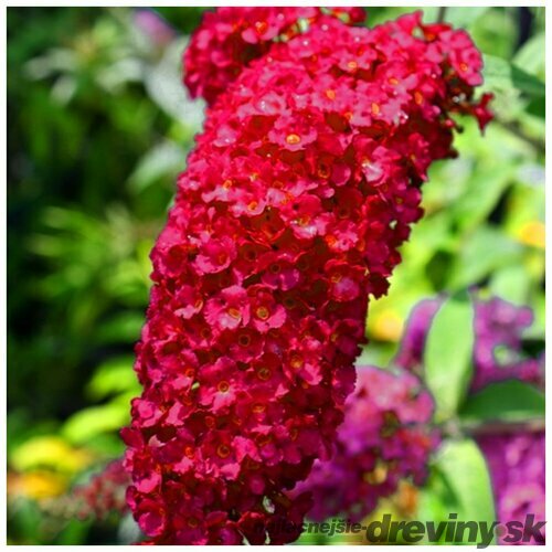 Budleja Dávidova Royal Red, výška 100+ cm, v črepníku 10l Budleja davidii Royal Red