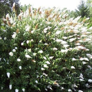 Budleja Davidova “White Profusion“ , v črepníku 2l Buddleja davidii White Profusion