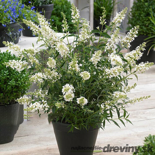 Budleja FREE PETITE SNOW WHITE Podaras 15 PBR, 20/40 cm, v črepníku Buddleja FREE PETITE SNOW WHITE Podaras