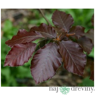 Buk Atropunicea 40/60 cm, v črepníku Fagus sylvatica Atropunicea