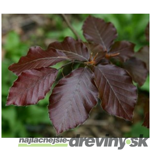 Buk Atropunicea 40/60 cm, v črepníku Fagus sylvatica Atropunicea