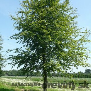 Buk lesný, 125/150 cm, v črepníku Fagus sylvatica