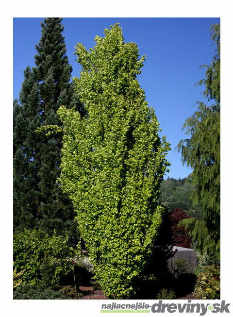 Buk lesný Dawyck Gold, obvod 6/8 cm, výška 180/220 cm, v črepníku Fagus sylvatica Dawyck Gold