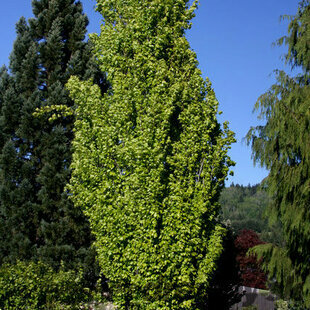 Buk lesný Dawyck Gold, obvod 8/10 cm, výška 200/250 cm, v koreňovom bale Fagus sylvatica Dawyck Gold