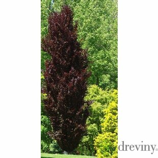 Buk lesný Dawyck Purple, 180/200 cm v črepníku Fagus sylvatica Dawyck Purple