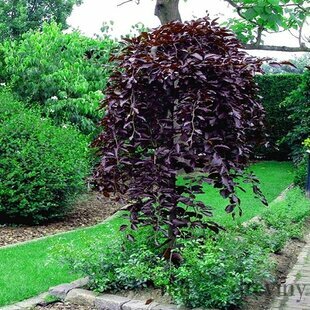 Buk lesný Purpurea Pendula, na kmienku 100/120 cm, v črepníku Fagus sylvatica Purpurea Pendula