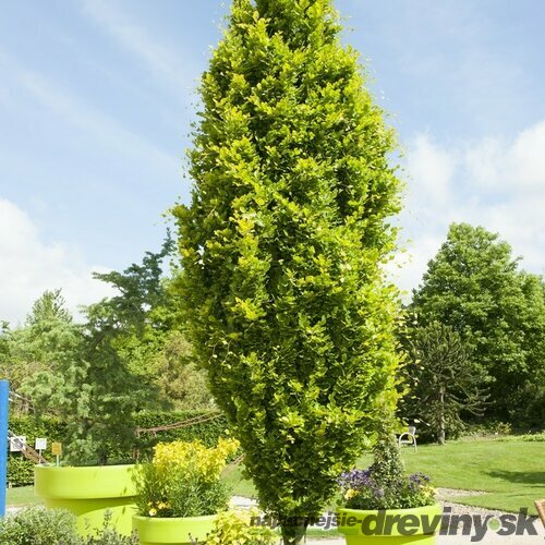 Buk lesný stĺpovitý Dawyck Gold 40/60 cm, v črepníku Fagus sylvatica Dawyck Gold