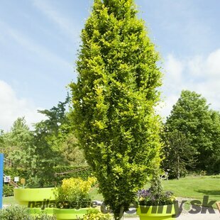 Buk lesný stĺpovitý Dawyck Gold 40/60 cm, v črepníku Fagus sylvatica Dawyck Gold