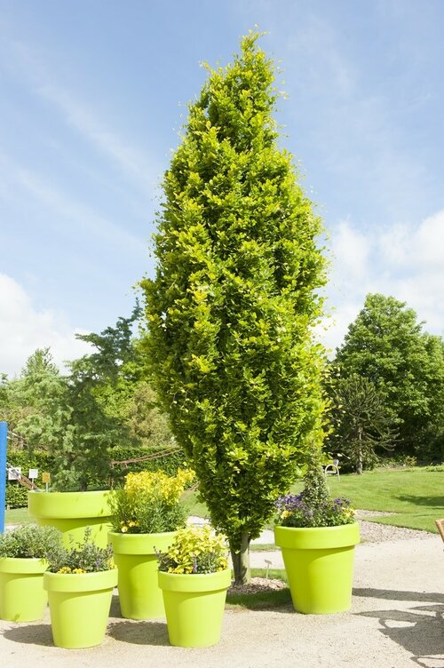 Buk lesný stĺpovitý Dawyck Gold 40/60 cm, v črepníku Fagus sylvatica Dawyck Gold