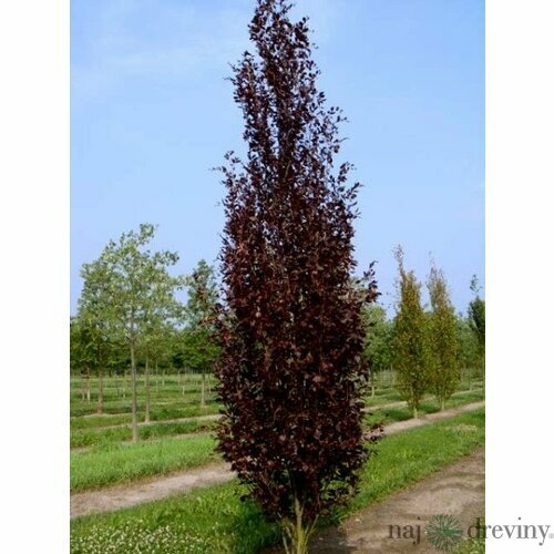 Buk lesný stĺpovitý Dawyck Purple 80/100 cm, v črepníku Fagus sylvatica Dawyck Purple
