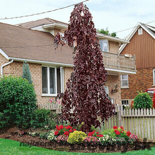 Buk Purple Fountain 60/100 cm, v črepníku Fagus sylvatica Purple Fountain