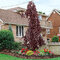 Buk Purple Fountain 60/100 cm, v črepníku Fagus sylvatica Purple Fountain