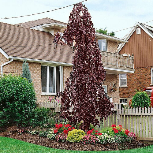 Buk Purple Fountain 60/100 cm, v črepníku Fagus sylvatica Purple Fountain