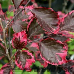 Buk Tricolor 90/110 cm, v črepníku Fagus sylvatica Tricolor