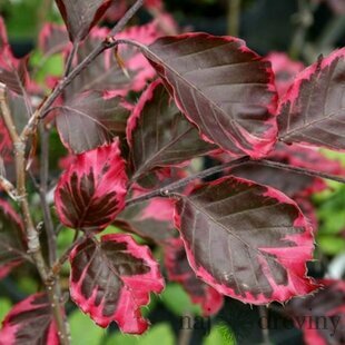 Buk Tricolor 90/110 cm, v črepníku Fagus sylvatica Tricolor