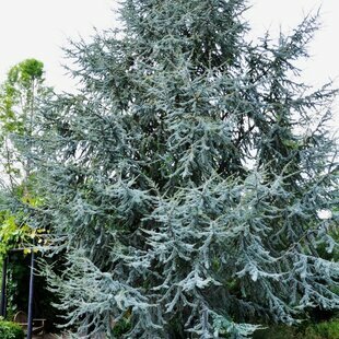 Céder Atlantský Glauca 160/180 cm, v črepníku Cedrus atlantica Glauca