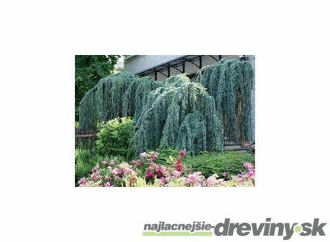 Céder atlantský Glauca pendula 110/130 cm, v črepníku Cedrus atlantica Glauca pendula