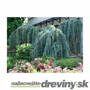 Céder atlantský Glauca pendula 200+ cm, obvod 18/20 cm, v črepníku Cedrus atlantica Glauca pendula