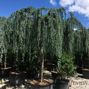 Céder Atlantský Glauca pendula dáždnikový 350+ cm, obvod 35/45 cm, v črepníku Cedrus atlantica glauca pendula