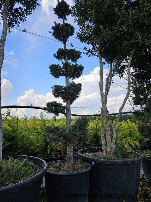 Céder atlantský Glauca Pon Pon Bonsai 225/250 cm v črepníku 80l Cedrus Atlantica Glauca