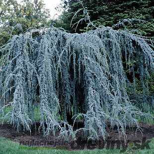 Céder Atlantský glauca previsnutý 200/250 cm Cedrus atlantica glauca pendula