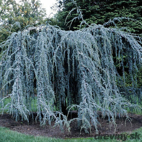 Céder Atlantský glauca previsnutý 200/250 cm Cedrus atlantica glauca pendula