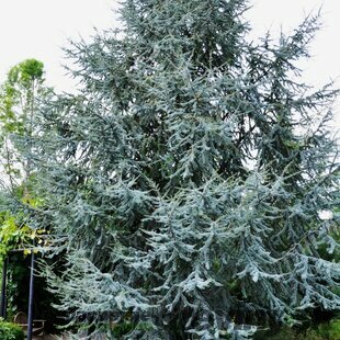 Céder Atlantský Glauca, výška 80/120 cm, v črepníku Cedrus atlantica Glauca
