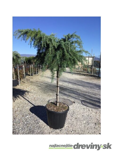 Céder Himalájsky Feeling blue 25/35 cm, v črepníku Cedrus deodara Feeling blue pendula