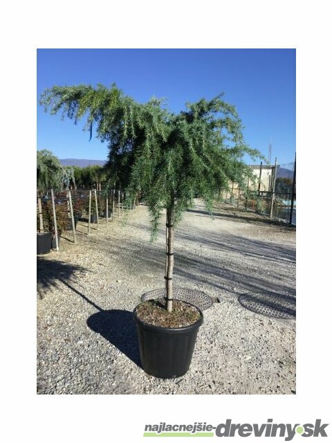 Céder Himalájsky Feeling blue 25/35 cm, v črepníku Cedrus deodara Feeling blue pendula