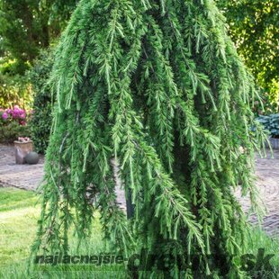 Céder himalájsky pendula 180/200 cm Cedrus deodara pendula