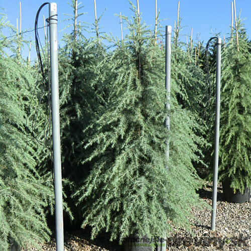 Céder Himalájsky, výška 90/110 cm, v črepníku Cedrus deodara