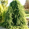 Cedrus Deodara Pendula