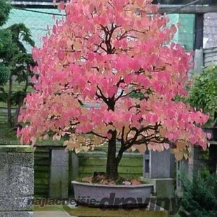 Cercidovník japonský, výška 110/130 cm, v črepníku 7l Cercidiphyllum japonicum