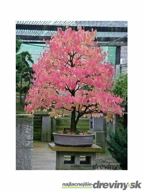 Cercidovník japonský, výška 160/180 cm, v črepníku 12l Cercidiphyllum japonicum Pendula