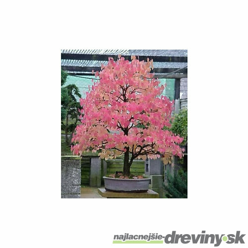 Cercidovník japonský, výška 20/40 cm, v črepníku Cercidiphyllum japonicum Glowball