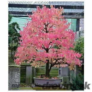 Cercidovník japonský, výška 20/40 cm, v črepníku Cercidiphyllum japonicum Glowball