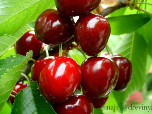 Čerešňa Burlat 140/180 cm už rodiaca v 5 l črepníku Prunus avium Burlat